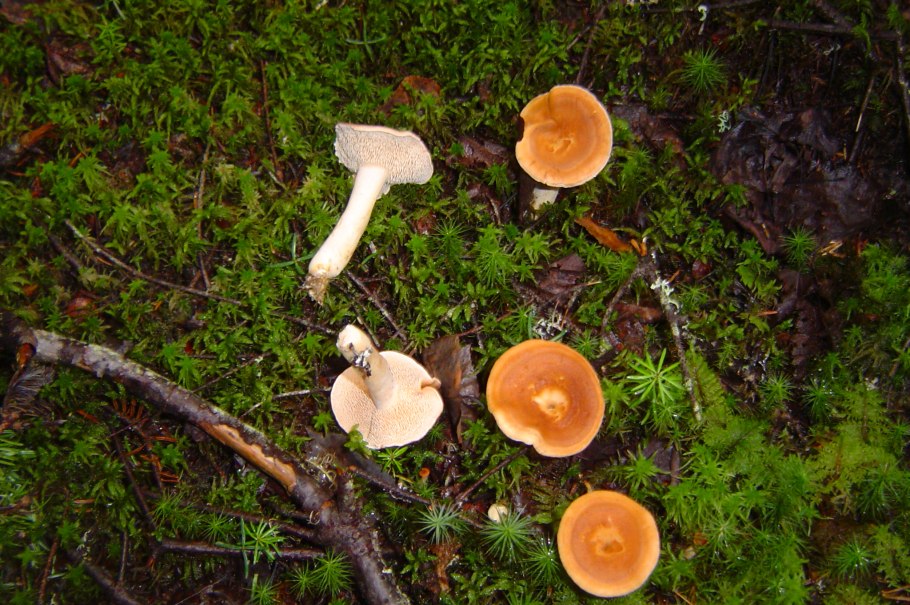 Съедобные грибы в Бурятии