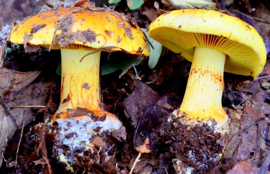 Паутинник блестящий