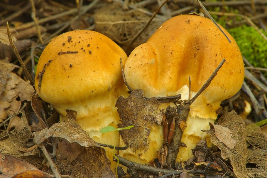 Боровик Юнквилля (Boletus junquilleus)