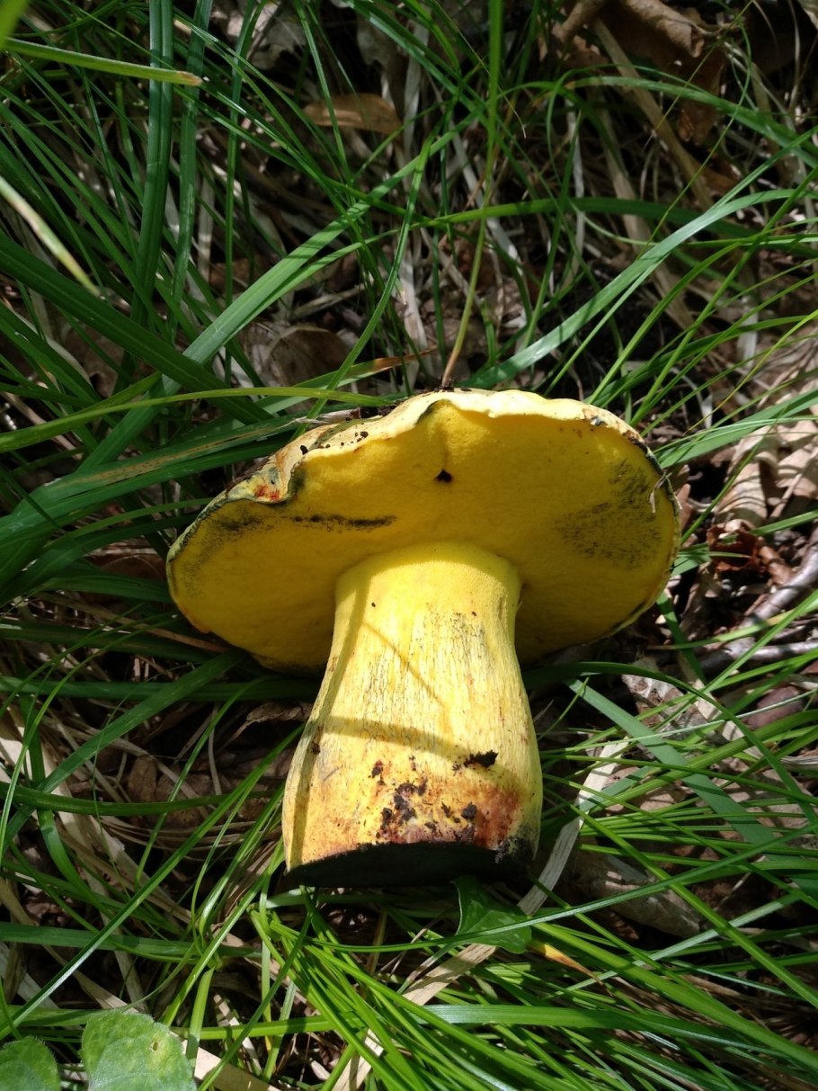 Масленок желто бурый