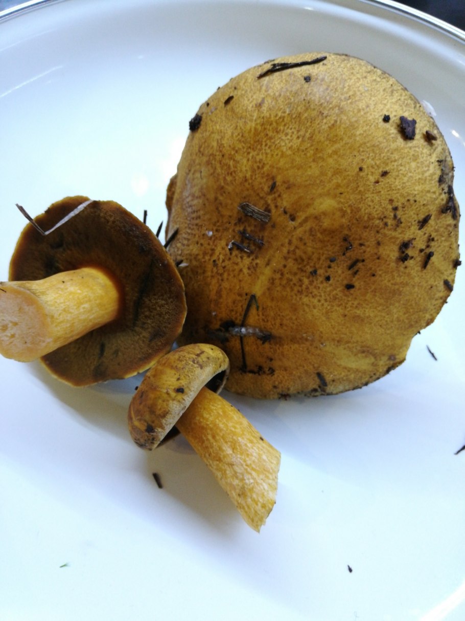 Маслёнок желто-бурый Suillus variegatus