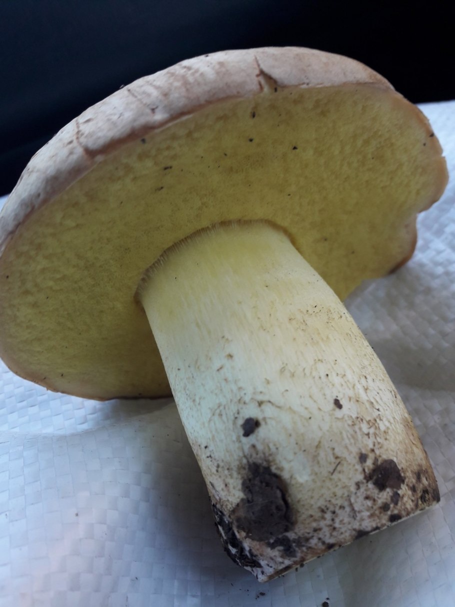 Чешуйчатка золотистая (Pholiota aurivella)