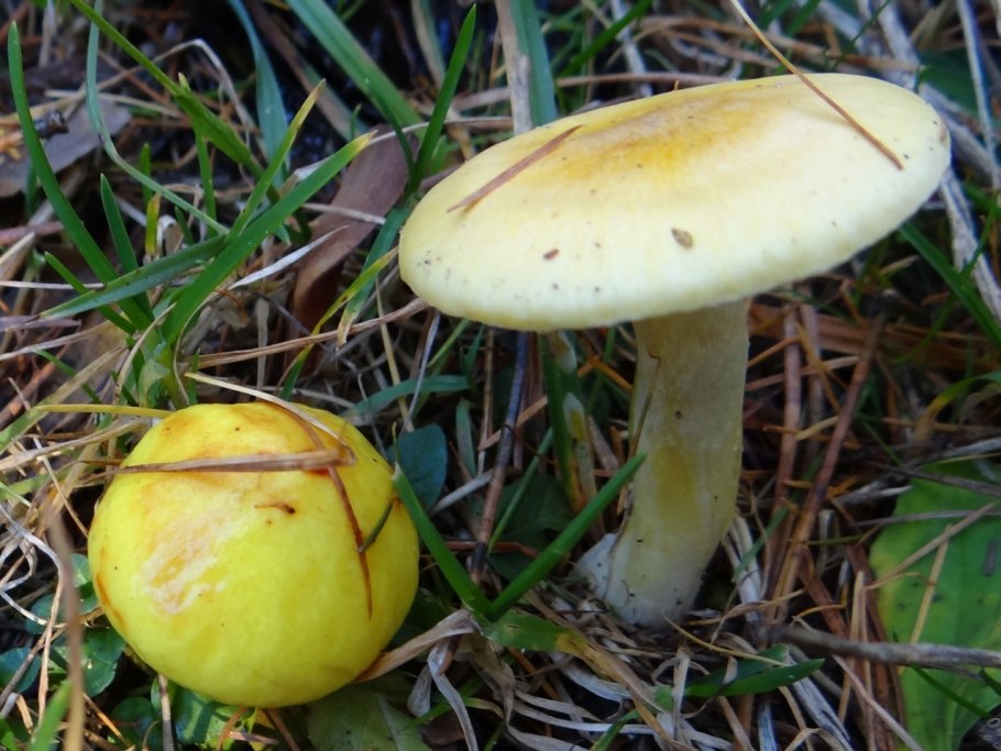 Гименофор Boletus edulis
