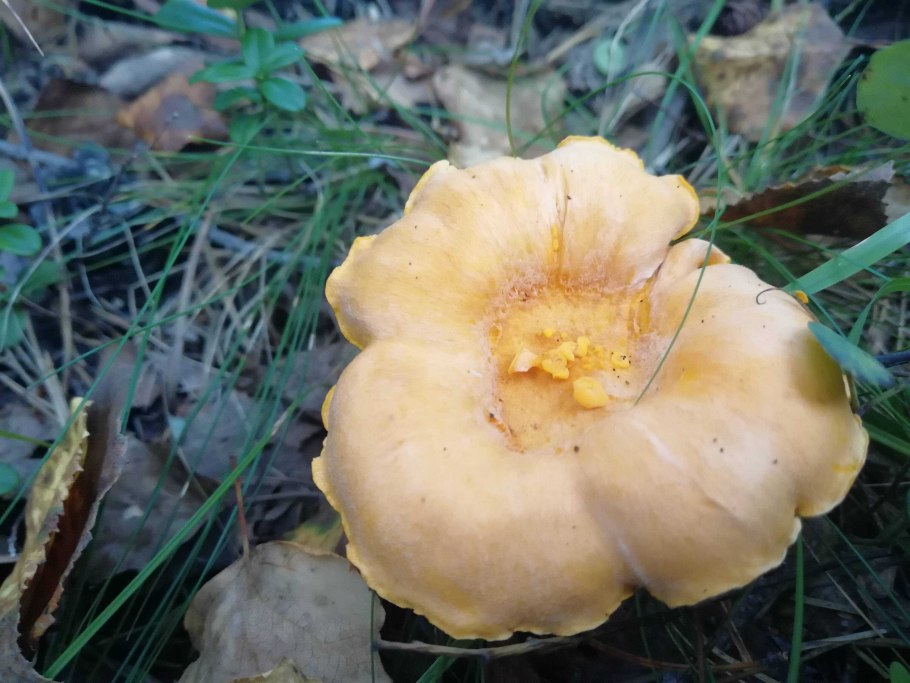 Рядовка Tricholoma albobrunneum