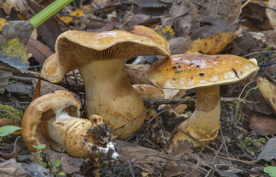 Ложный Рыжик груздь