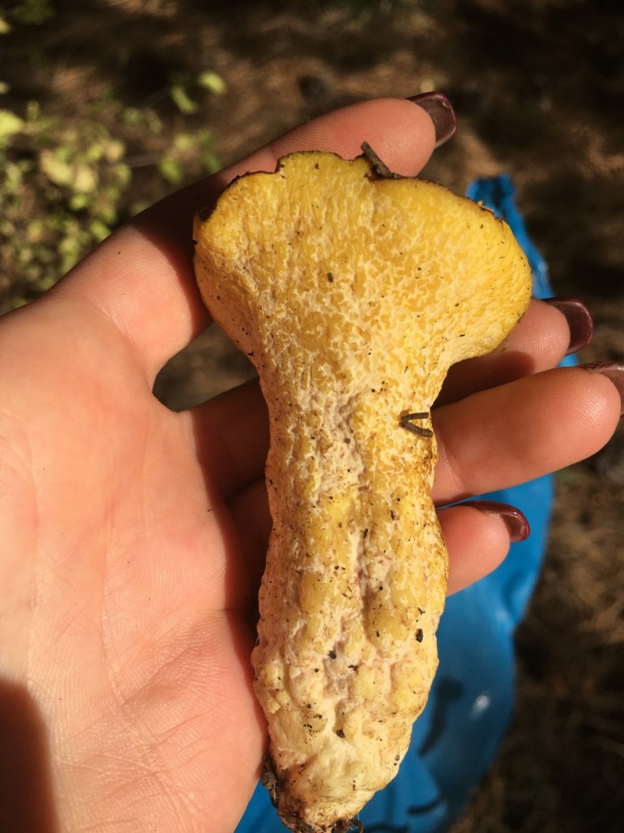 Сыроежка желтая