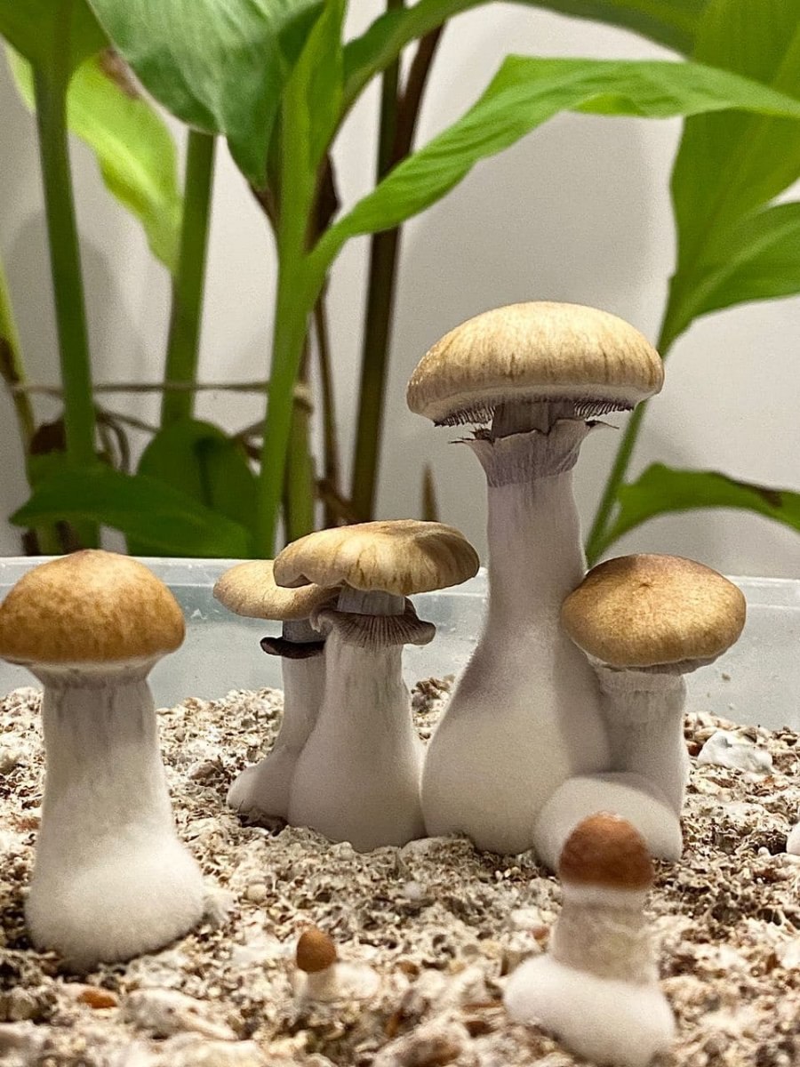 Грибной трип панеолус