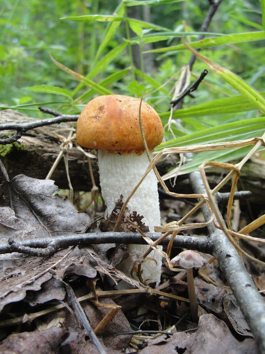 Подосиновик Боровой