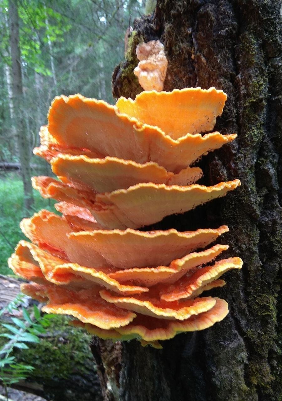 Трутовик вешенки Березовая