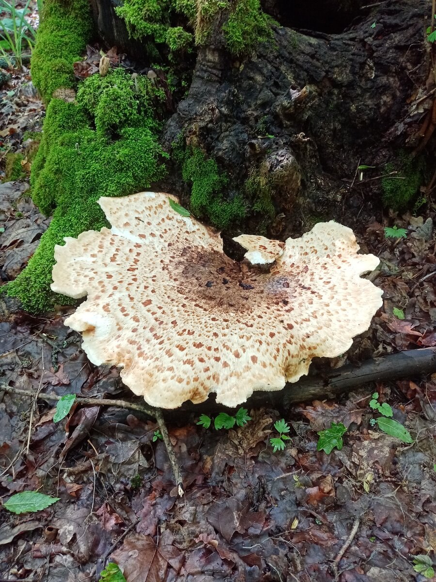 Вешенка обыкновенная