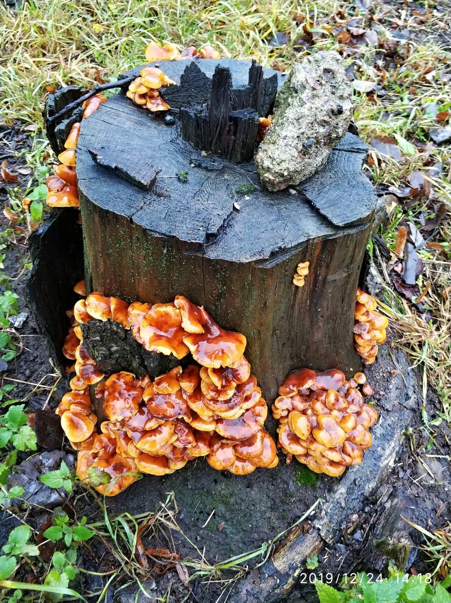 Рыжие грибы на пне что это