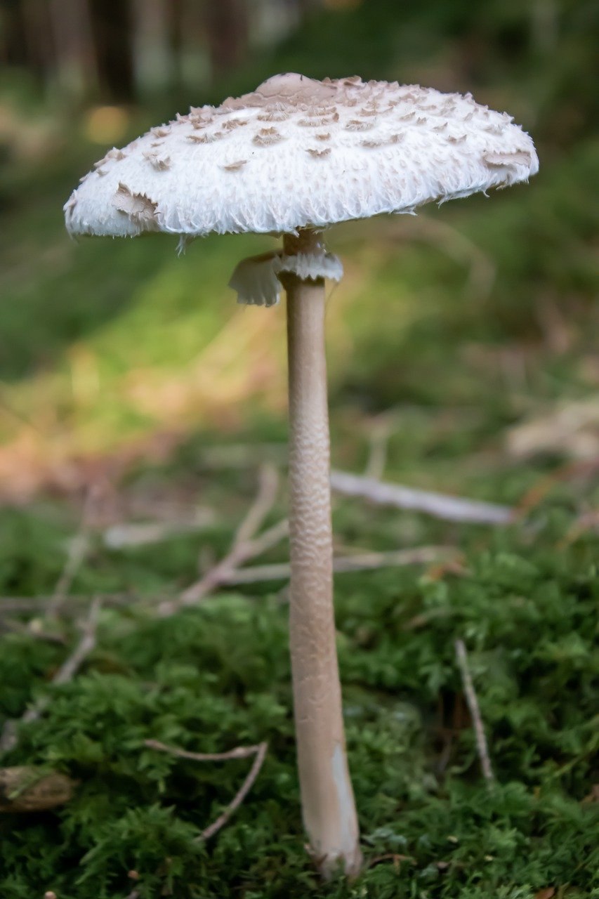Macrolepiota procera гриб