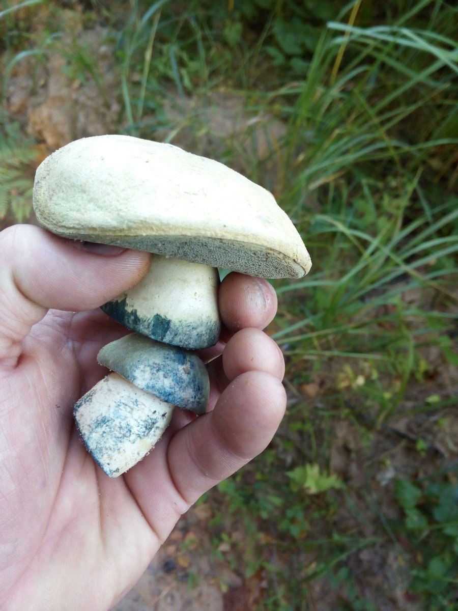 Маслёнок рубиновый (Suillus rubinus)