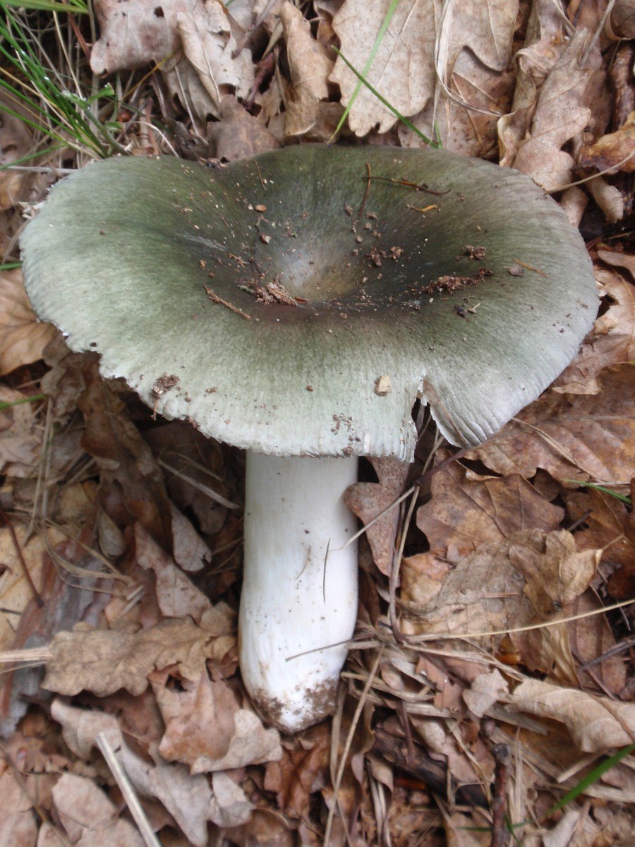 Russula heterophylla