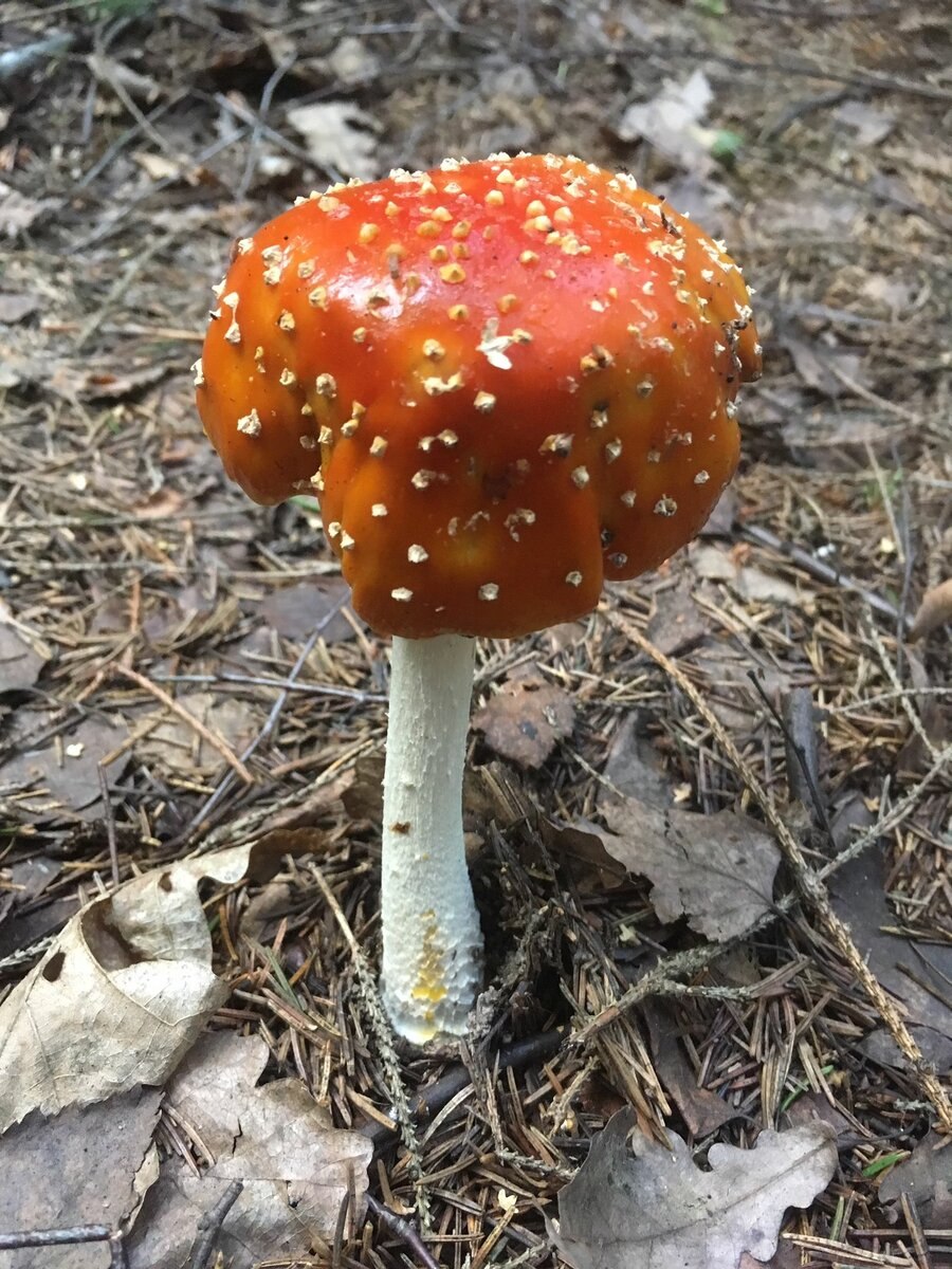 Гриб Amanita rubescens
