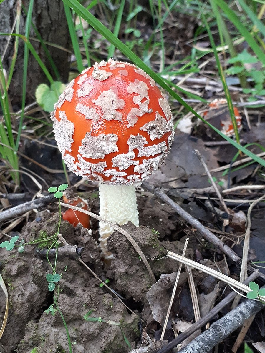 Мухомор порфировый (серый)