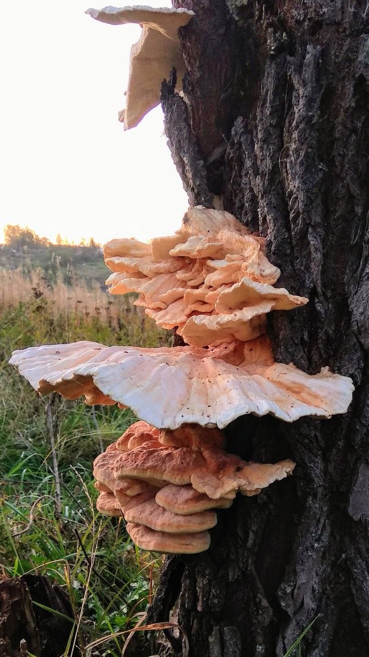 Трутовик гриб осенний