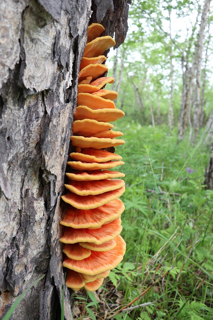 Грибок на дереве