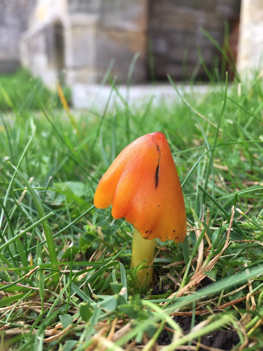 Гигроцибе Багряная гриб