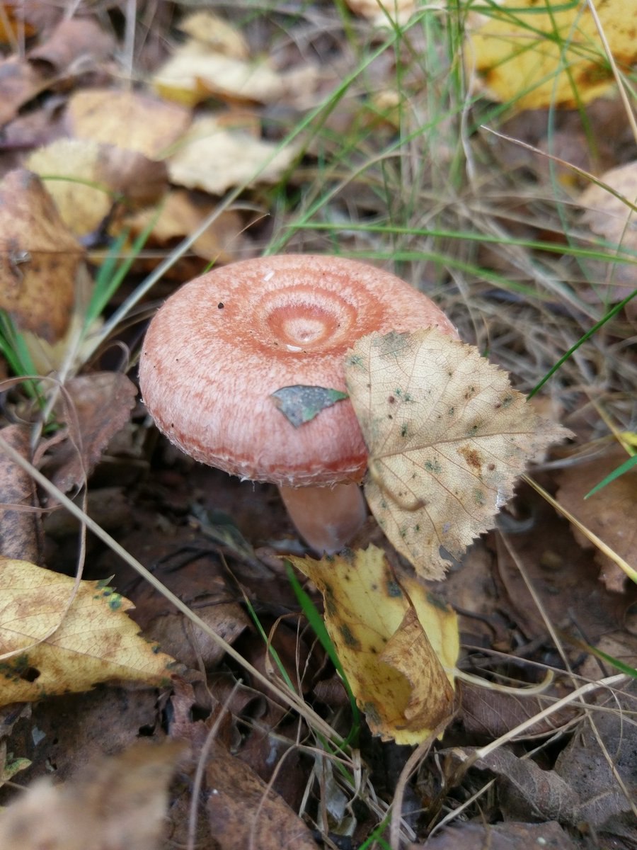 Волнушка розовая Lactárius torminósus