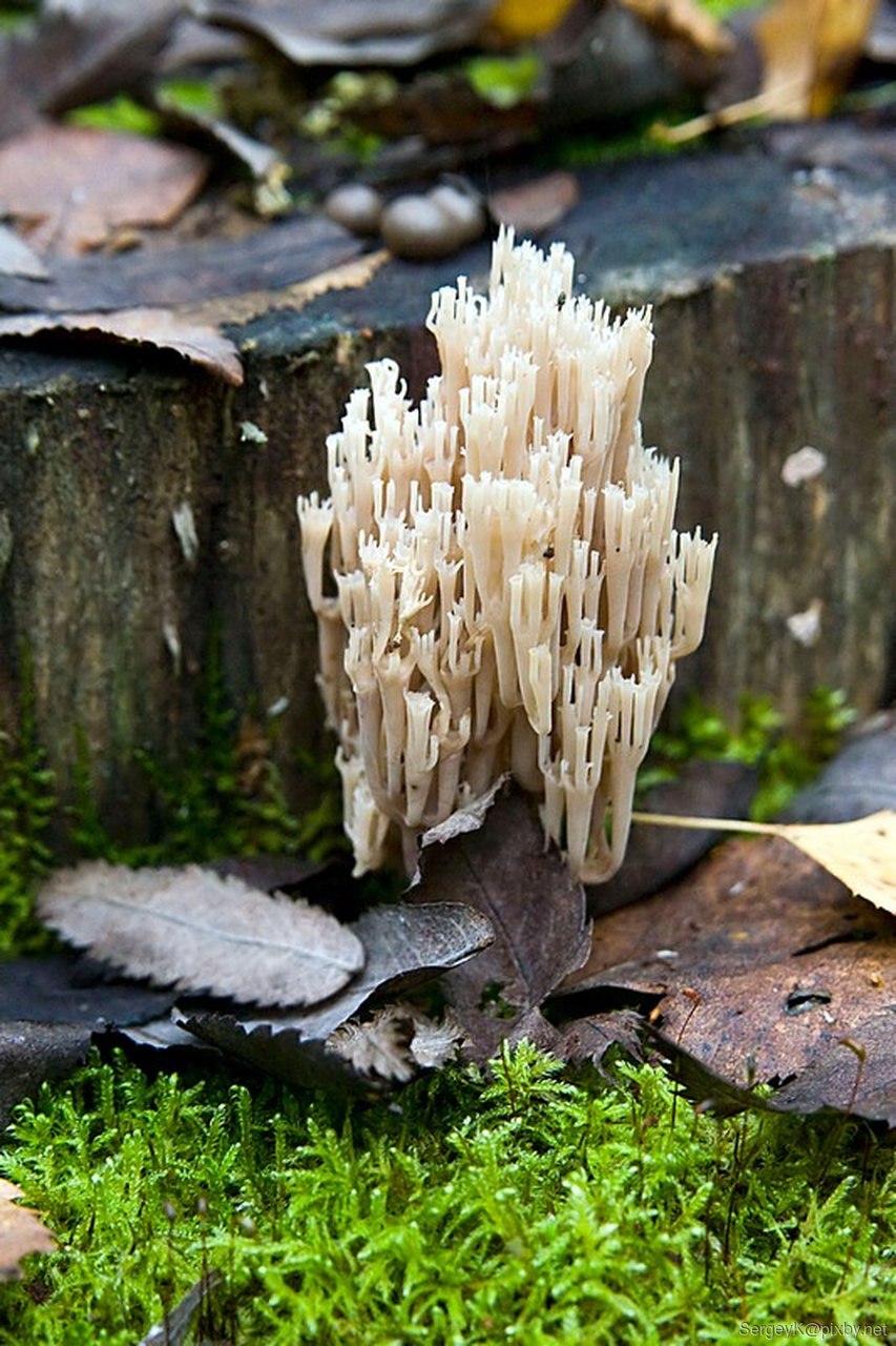 Гриб Клавулина коралловидная