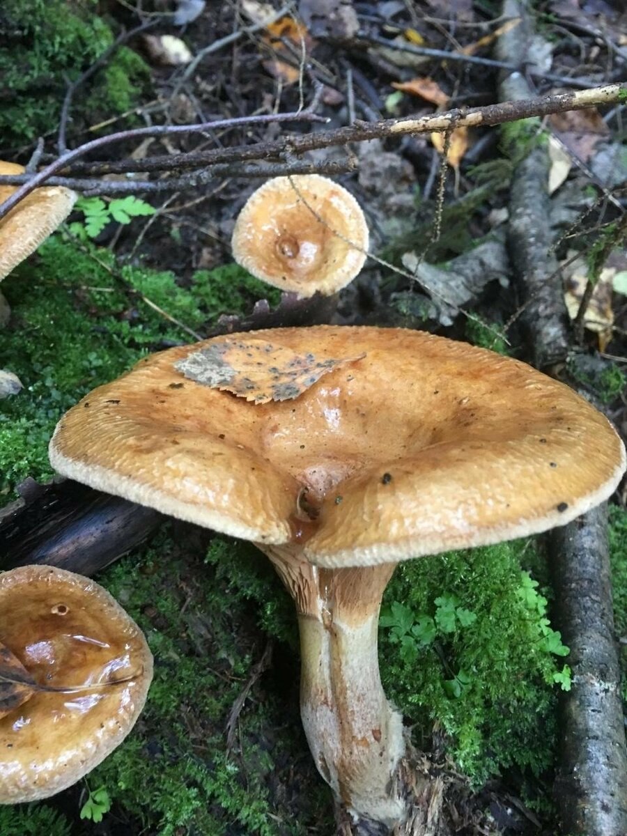 Грибы дуньки коровники