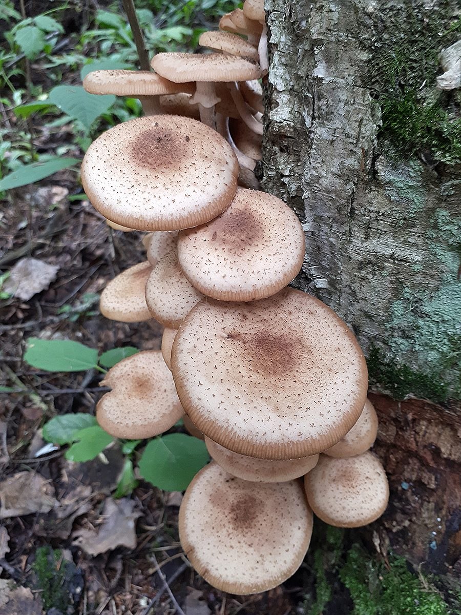 Опята Вязовики