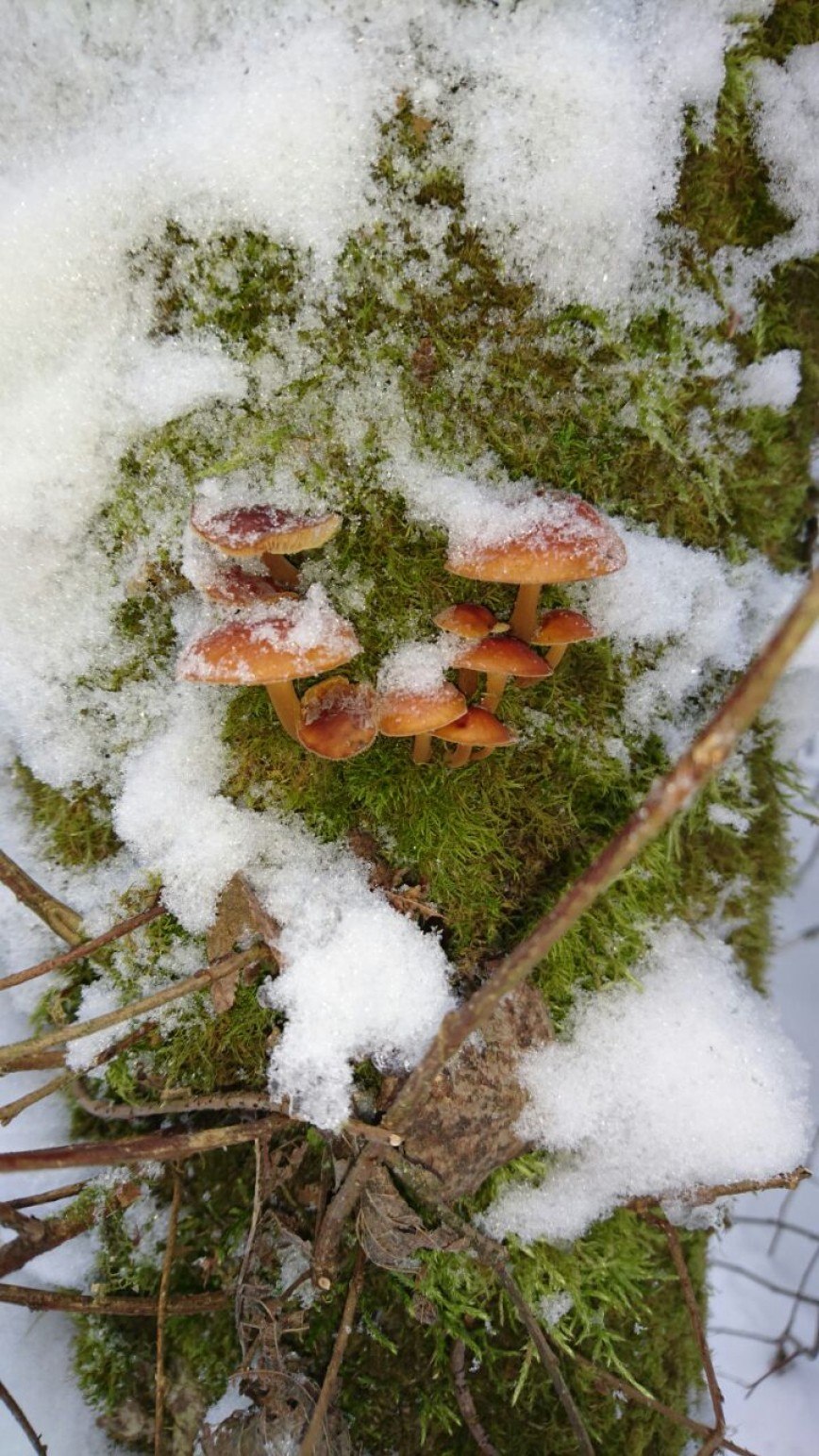 Фламмулина бархатистоножковая зимний опенок