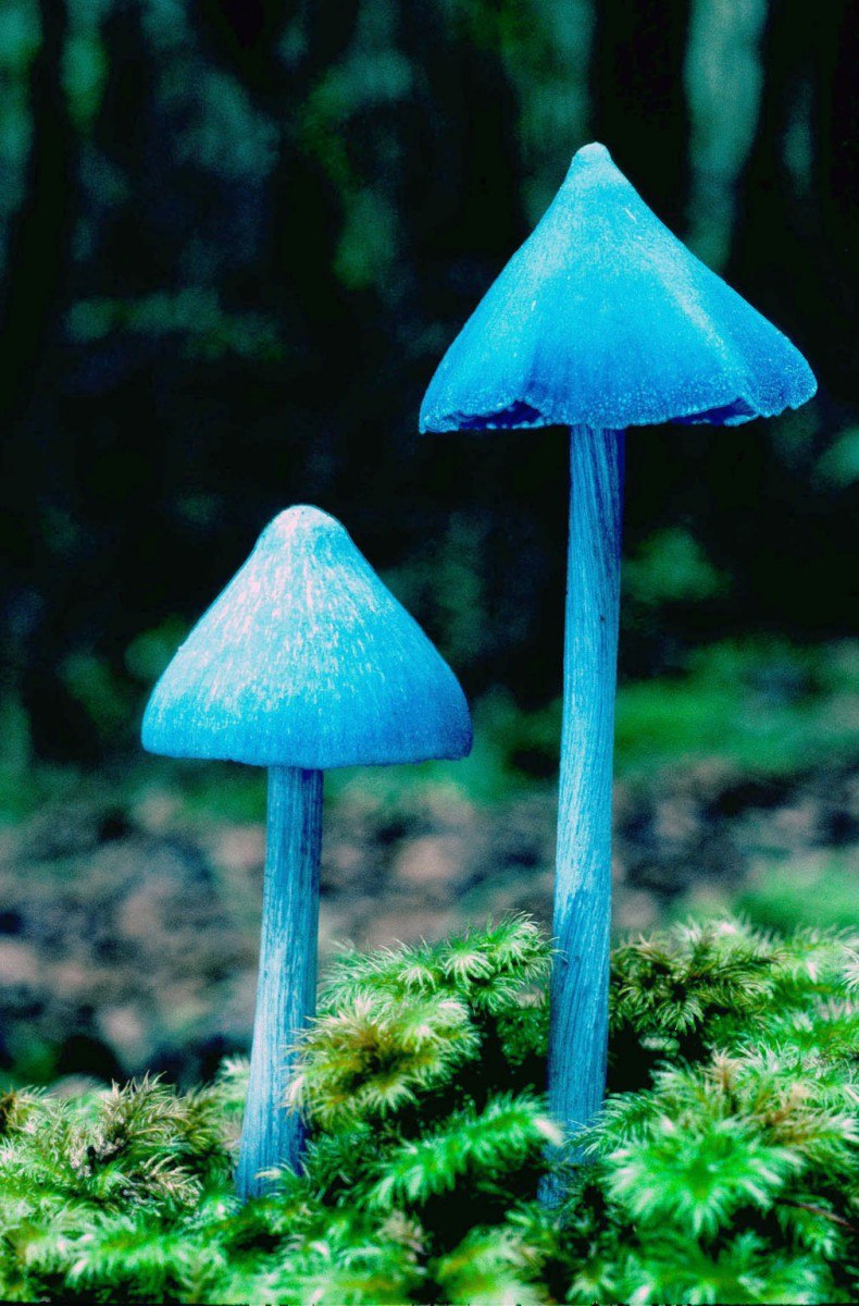 Синяя Энтолома Entoloma hochstetteri