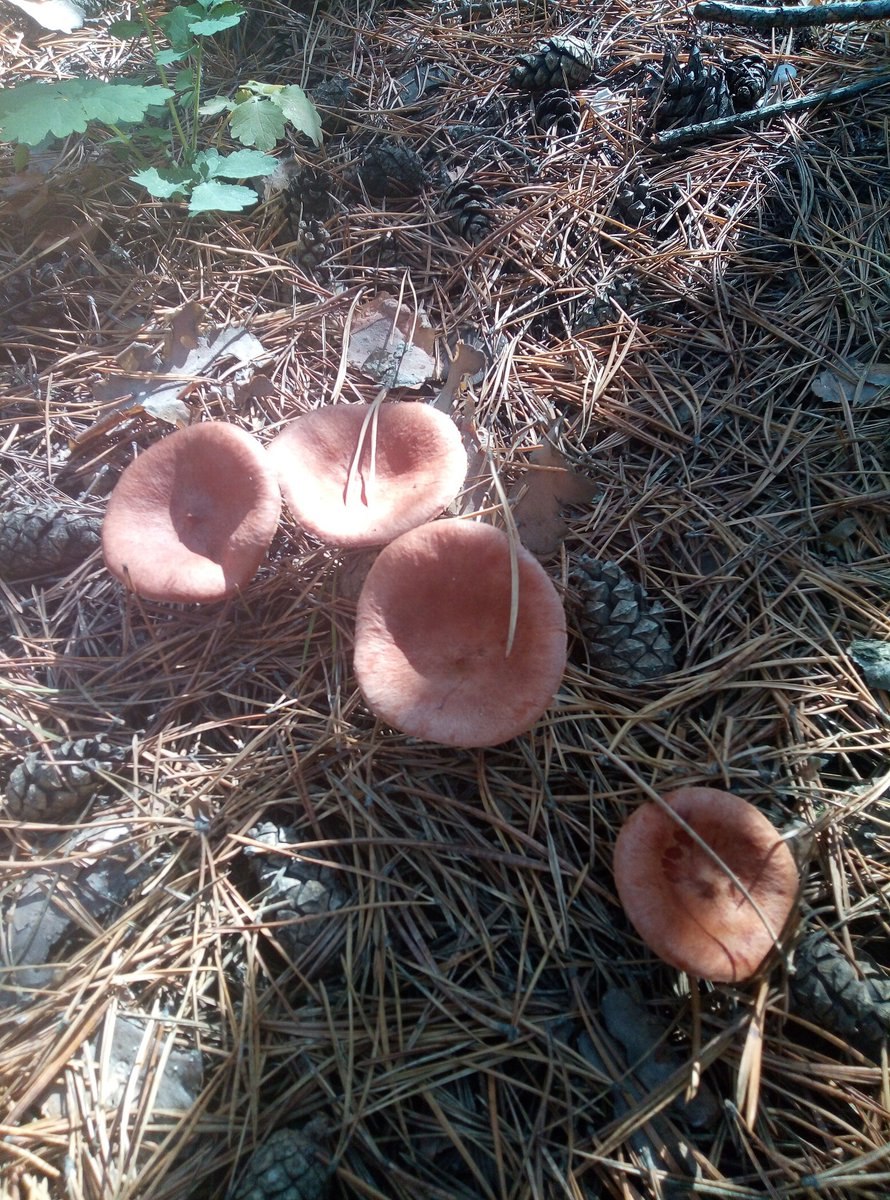 Грибы растущие кучками