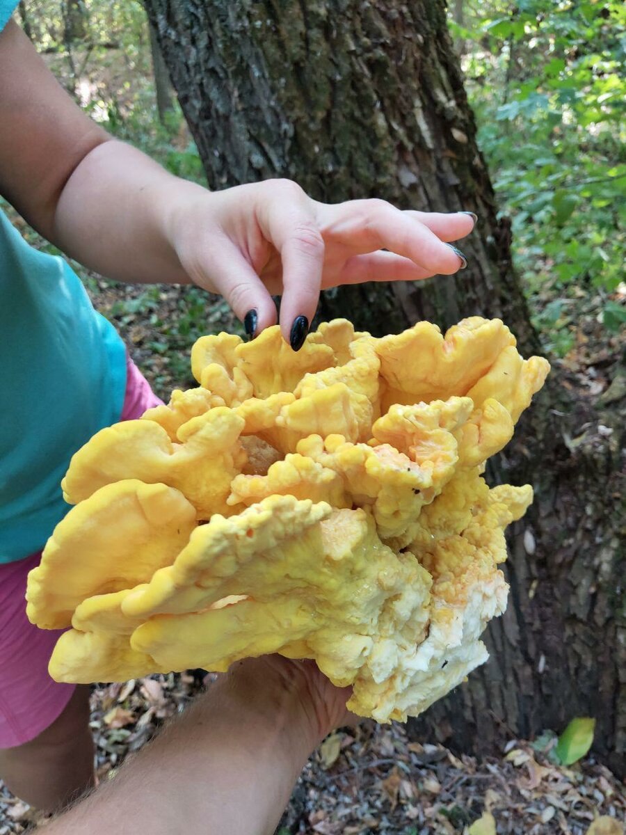 Трутовик ВЕДЬМИНА сера