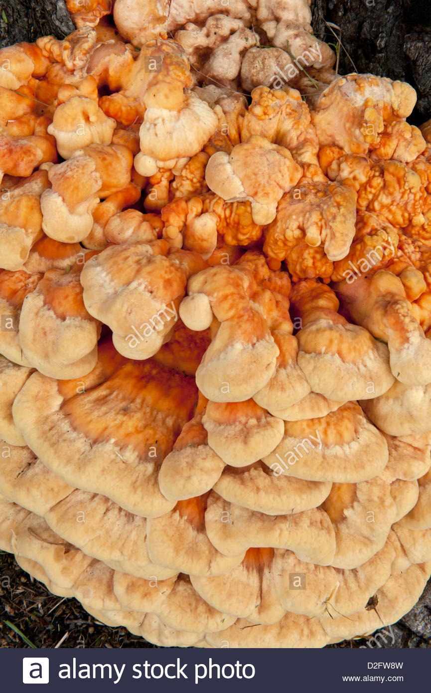 Куриное филе с грибами