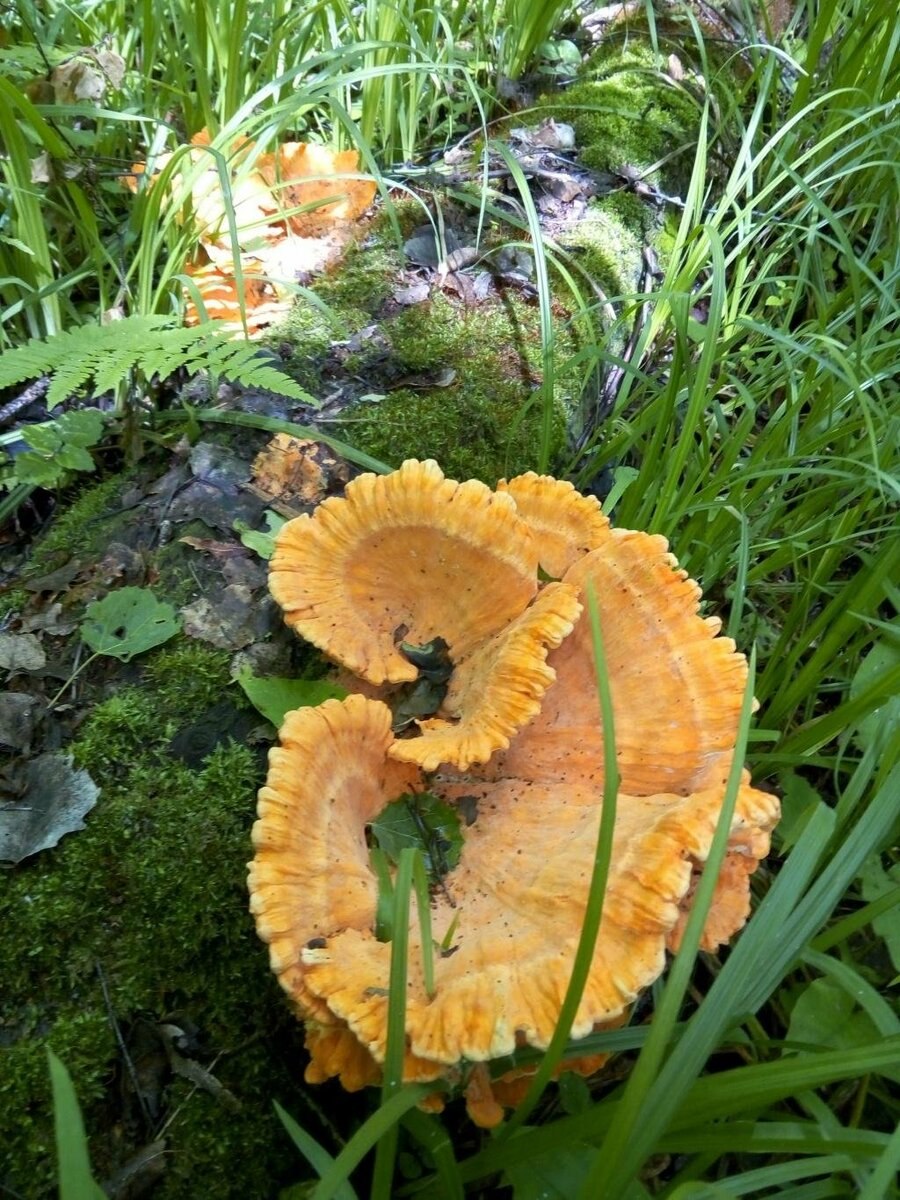 Хлебный гриб