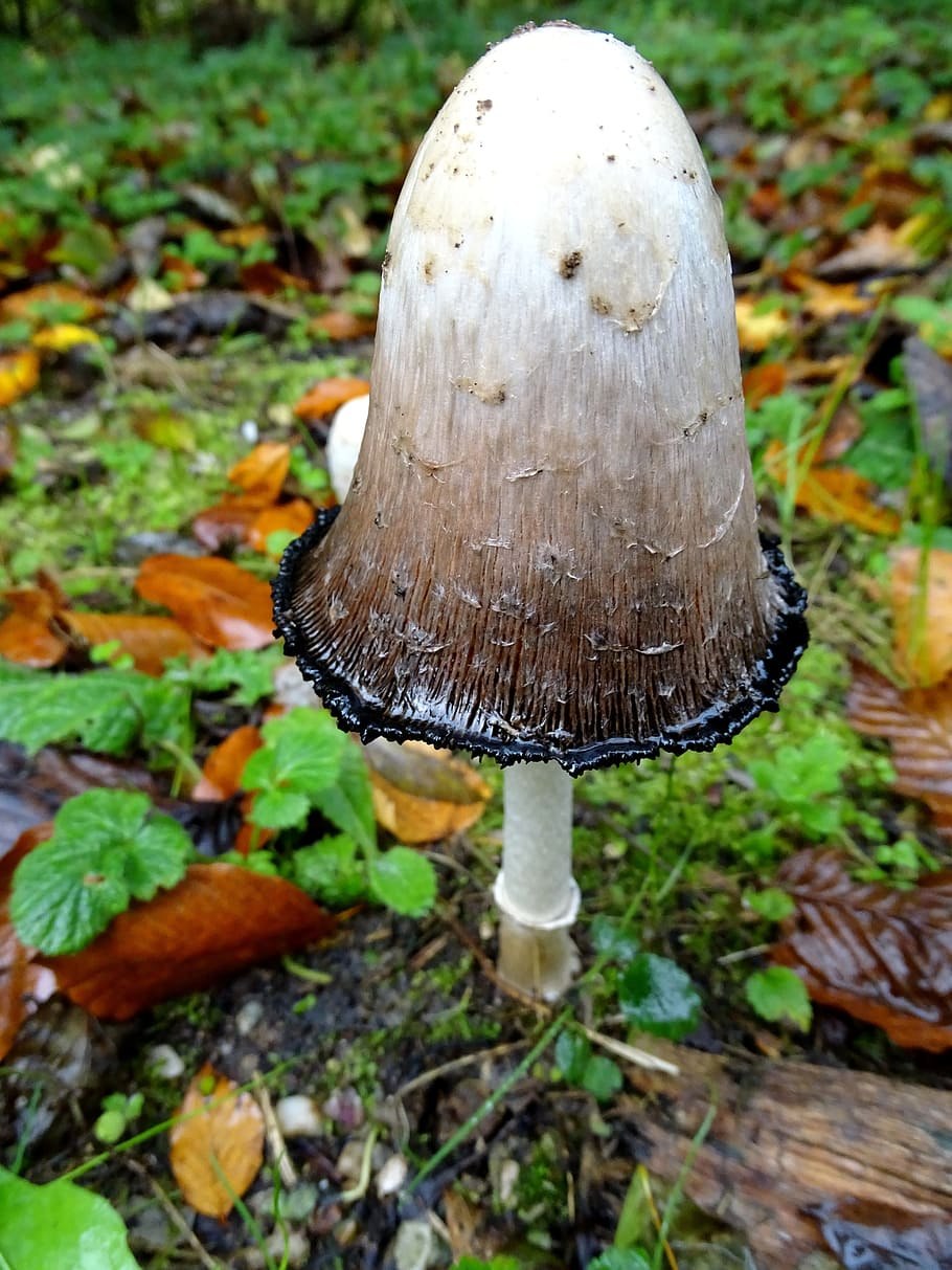 • Зонтик белый (Macrolepiota excoriata
