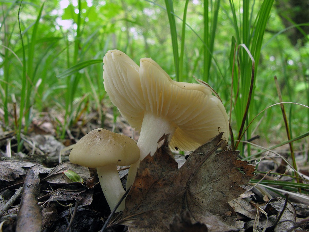 Первый гриб весной название. Весенние грибы в Подмосковье съедобные. Ранние весенние грибы съедобные. Ранние весенние грибы съедобные сморчки. Самые первые весенние грибы.