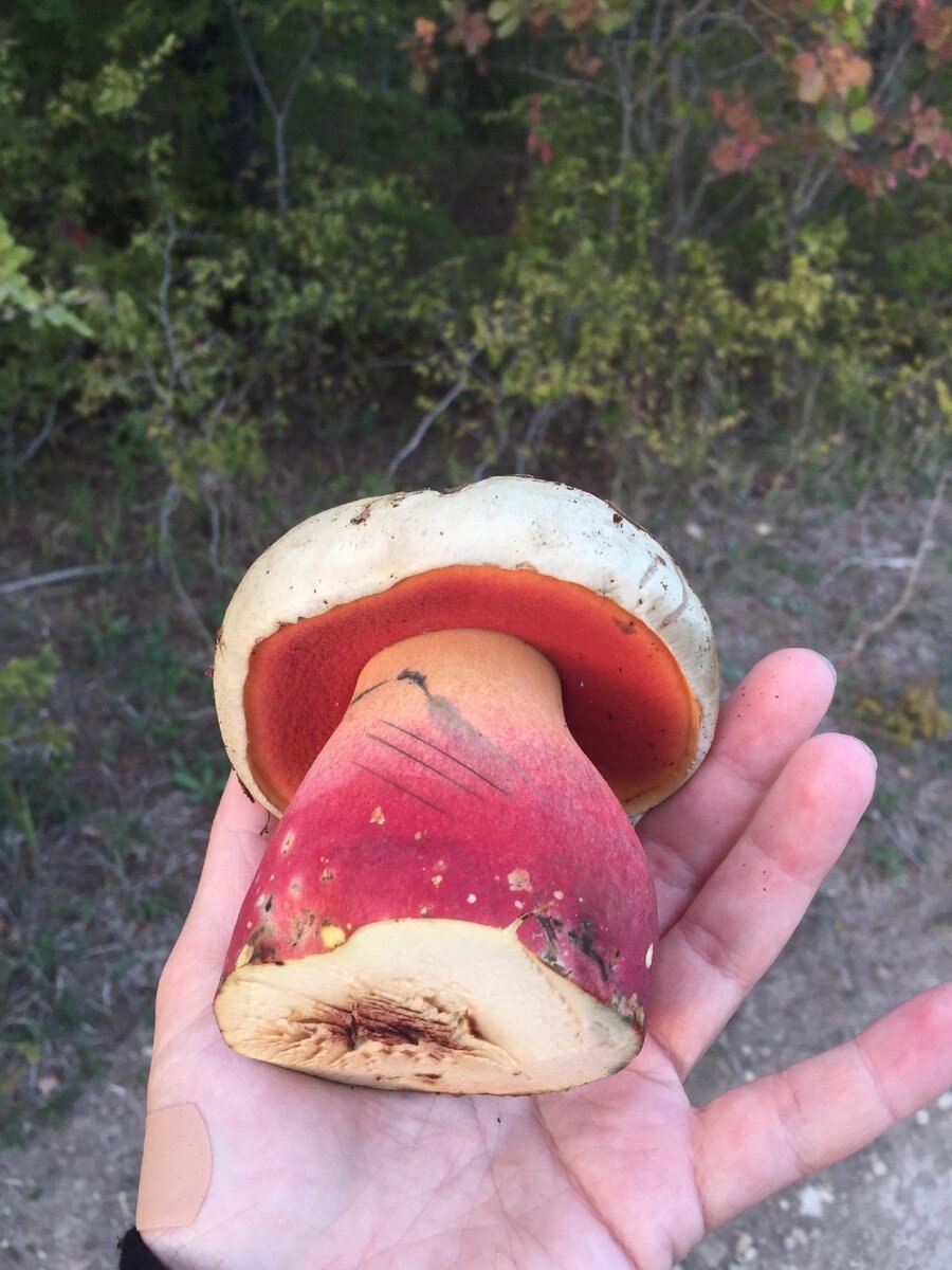 Гриб поддубовик сатанинский