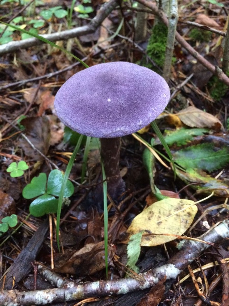 Паутинник фиолетовый