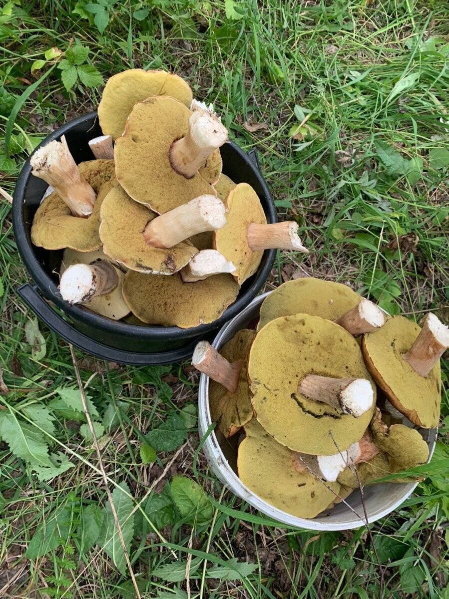 Козляк (Suillus bovinus)