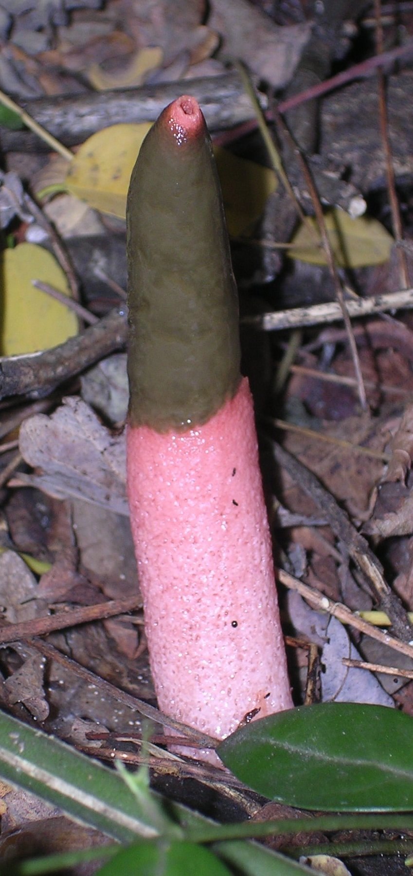 Мутинус Равенеля