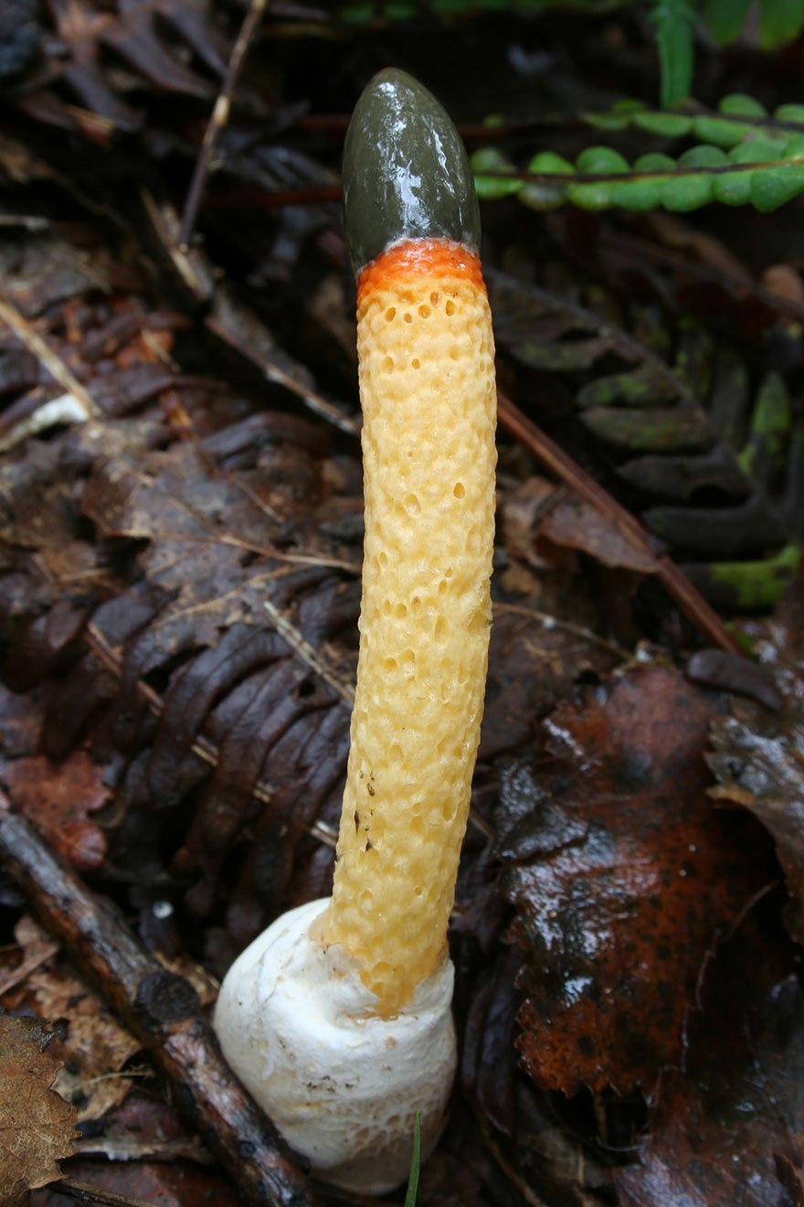 Мутинус собачий (Mutinus caninus)