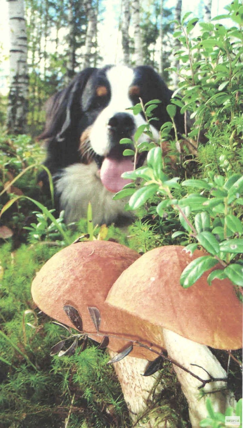 Собачий гриб (59 фото)