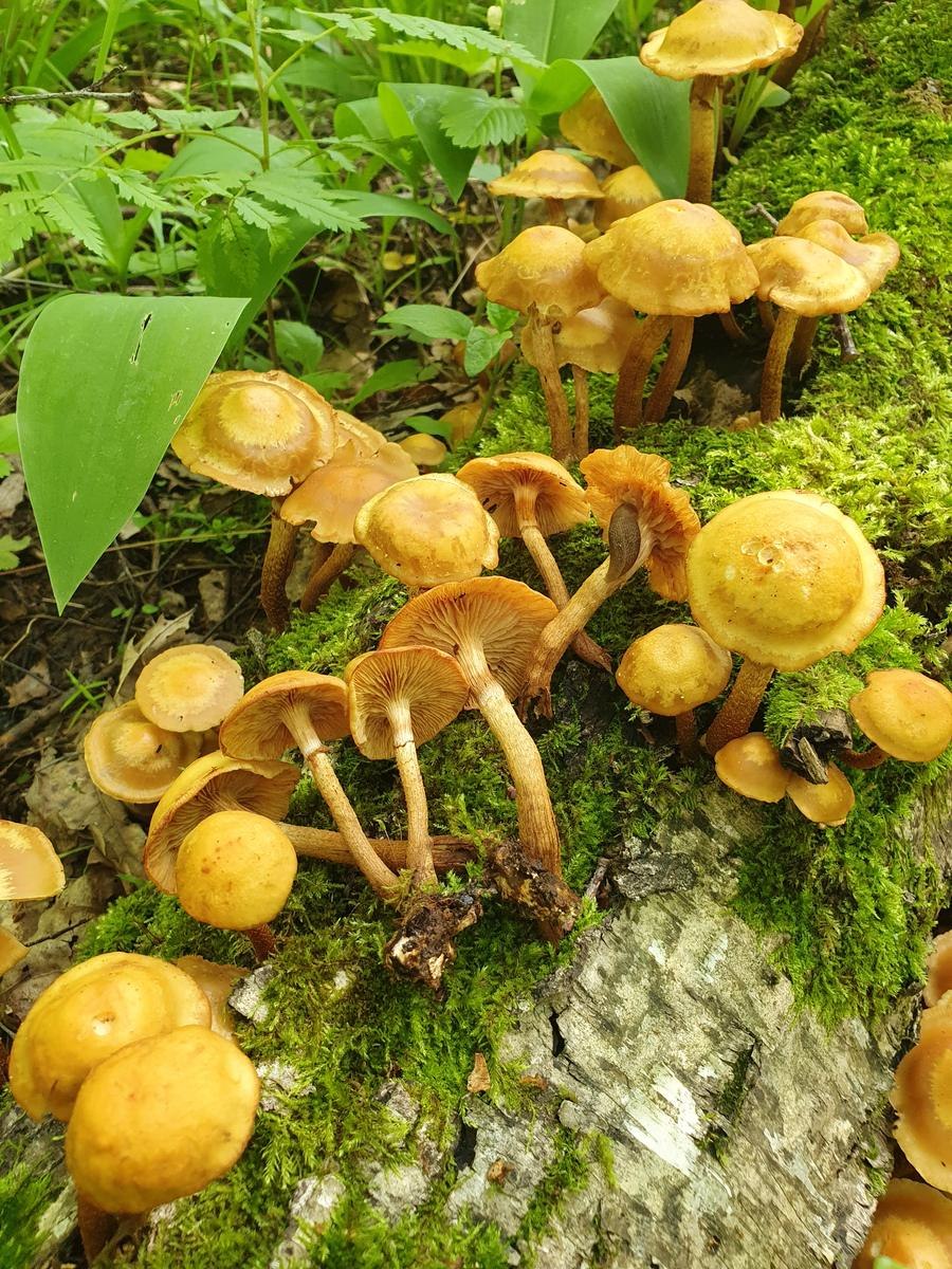 Несъедобные грибы опята