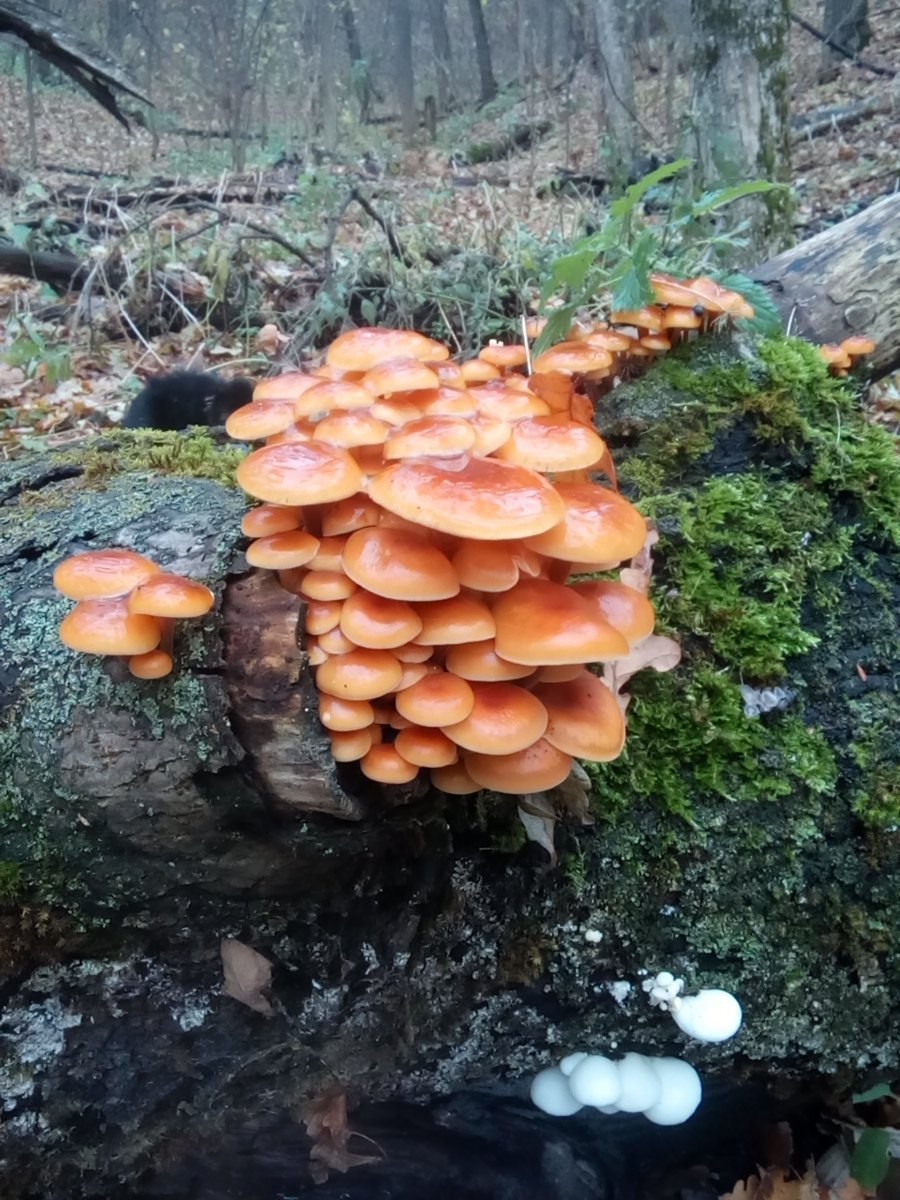 Опята и лжеопята