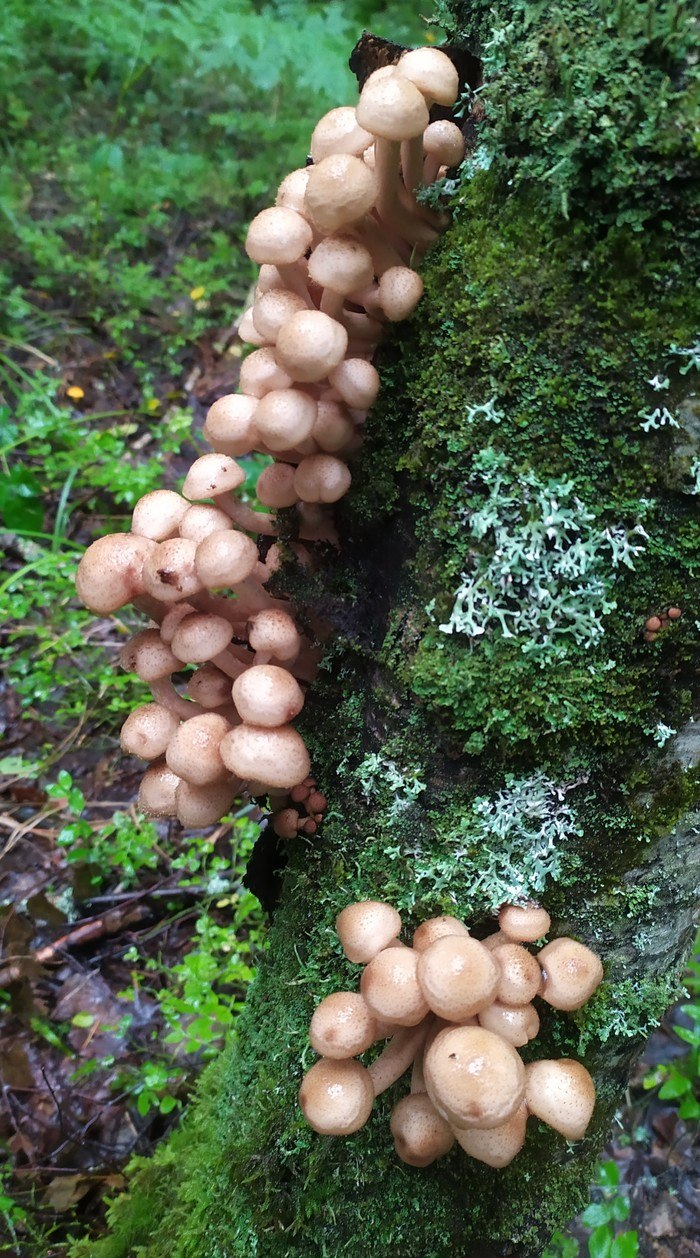 Гриб Боровик