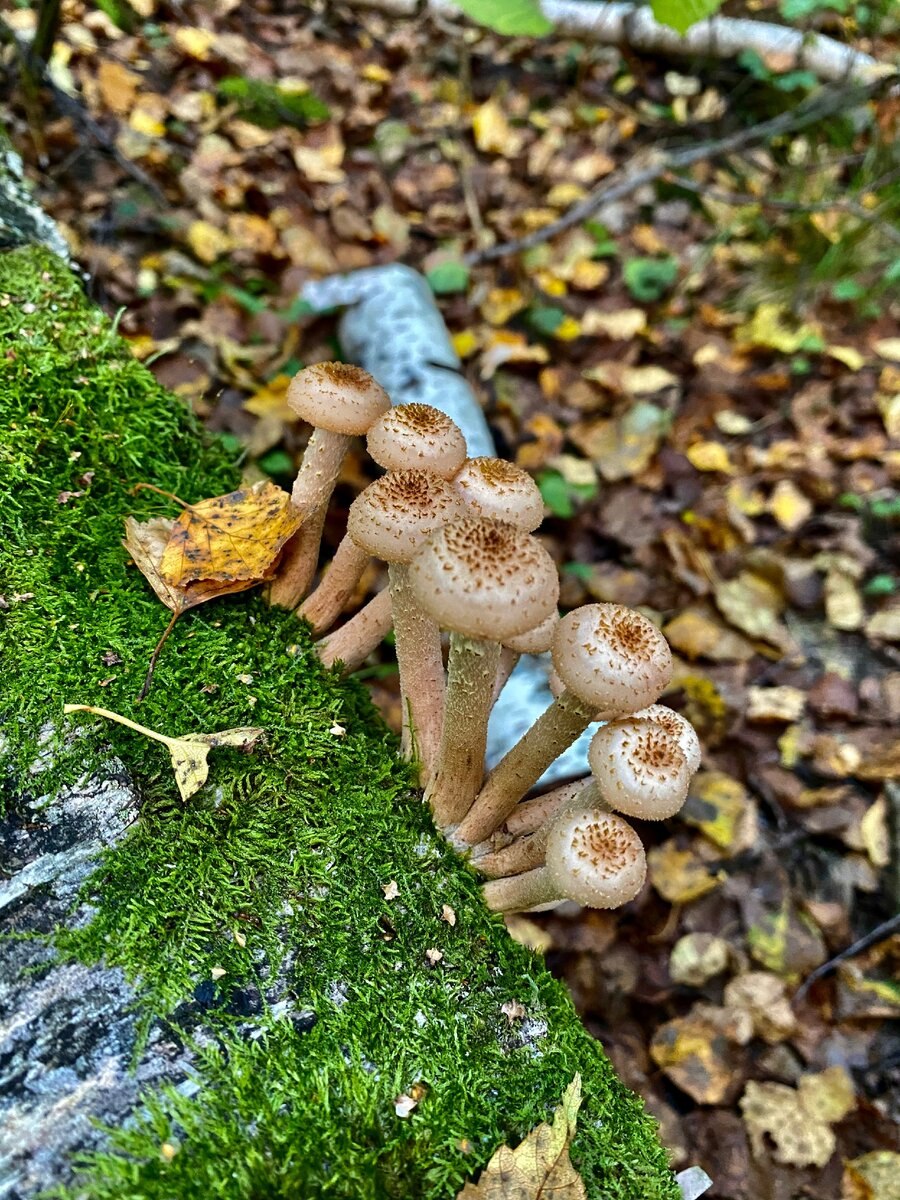 Поганки лапки