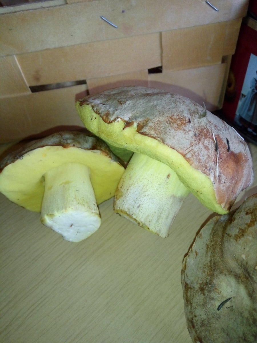 Полубелый гриб Boletus impolitus