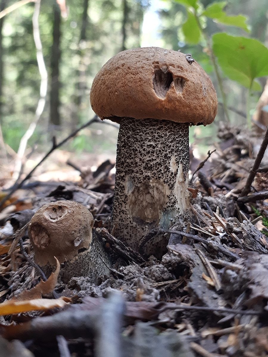 Гриб Большевик