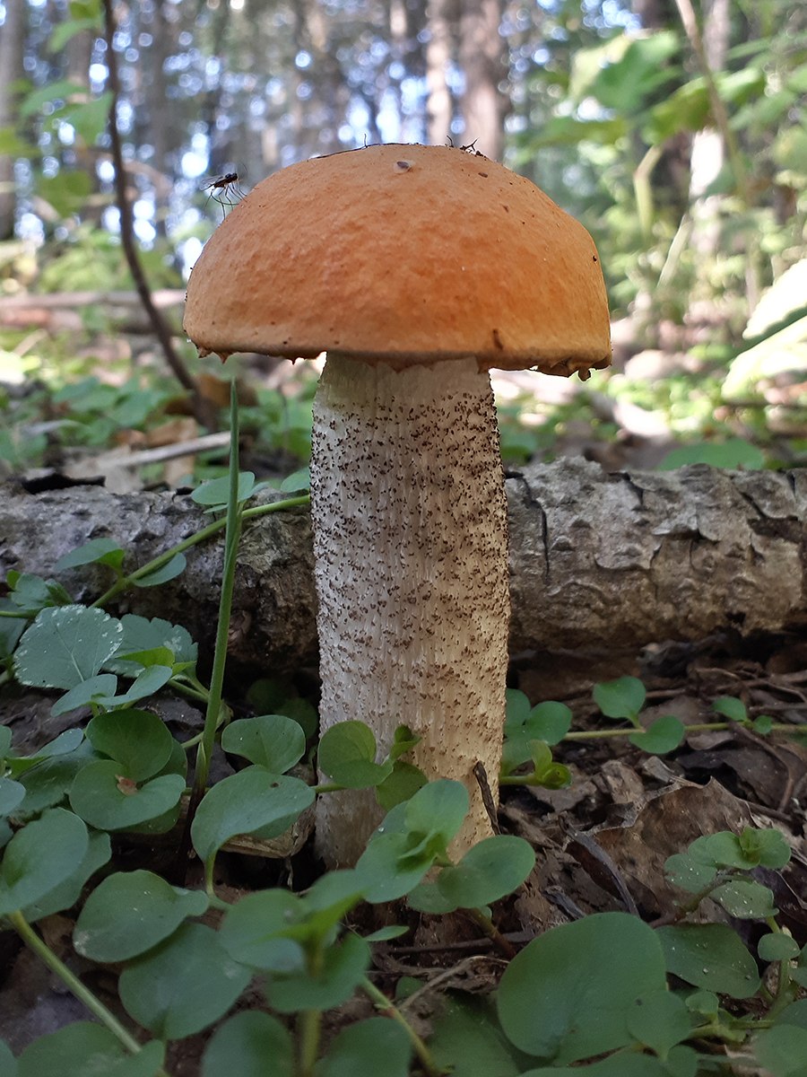 Подосиновик жёлто-бурый