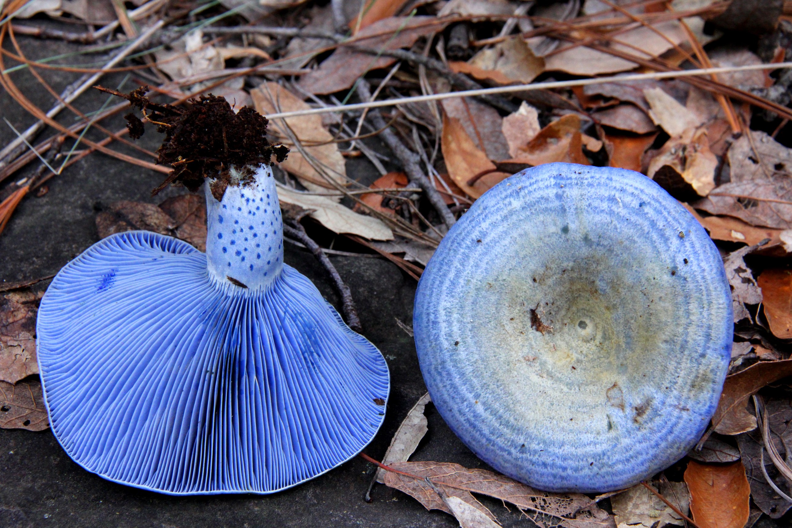 Как называется гриб похожий. Млечник голубой гриб. Млечник индиго. Млечник Рыжик гриб. Гриб Энтолома голубая.