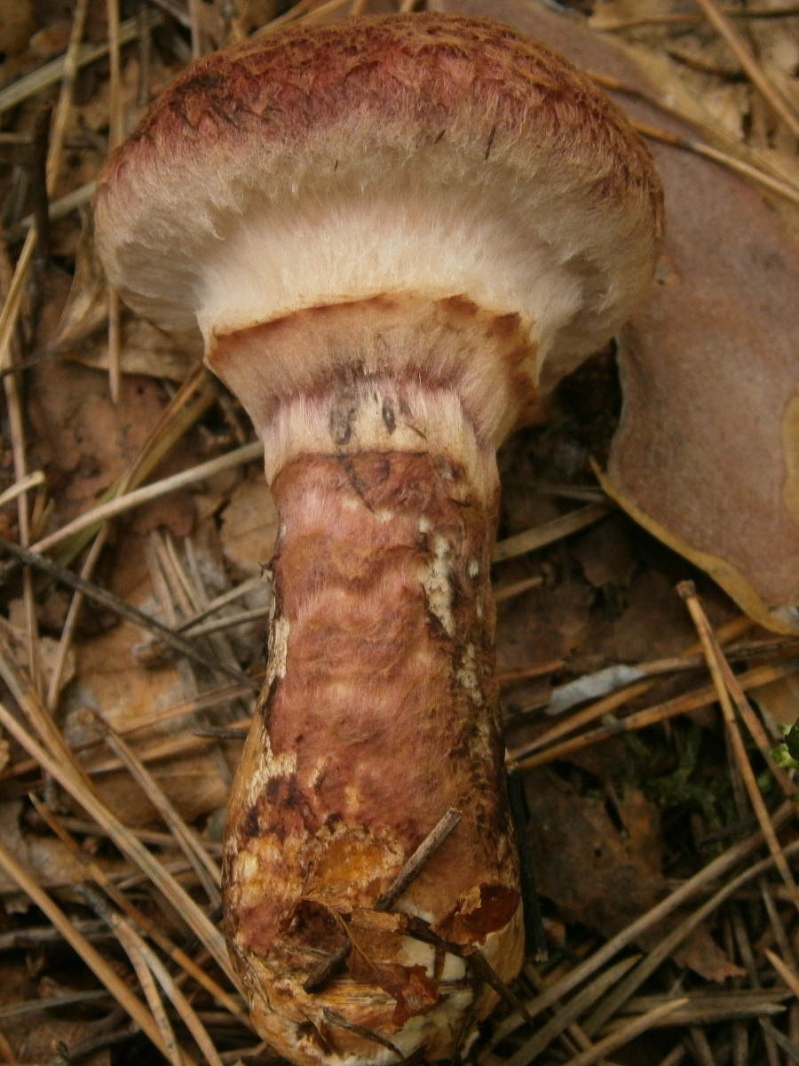 Suillus pictus